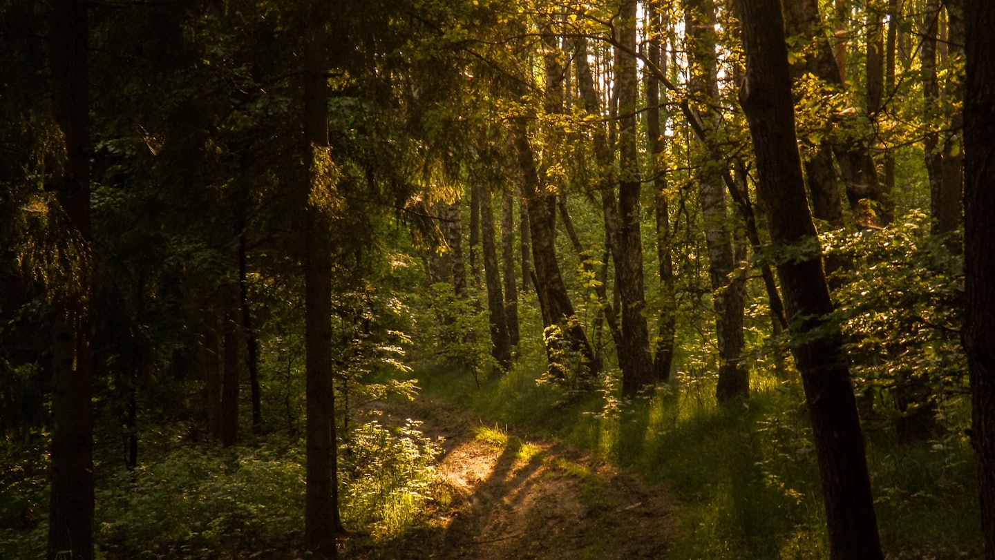 Ein Feldweg schlängelt sich durch einen dichten Wald mit hohen Bäumen.